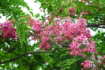 Obraz premium Blooming Blossom Cassia bakerianaflower.
