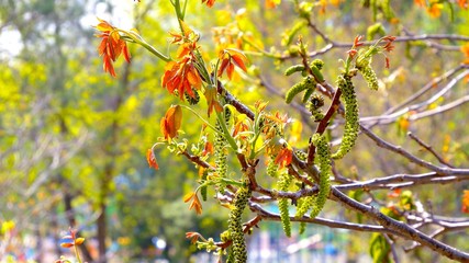 A focus on walnut blossom on a branch in a park during the spring