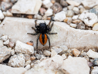 Philaeus chrysops male, jumping spider