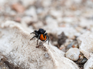 Philaeus chrysops male, jumping spider