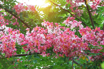 Blooming Blossom Cassia bakerianaflower.