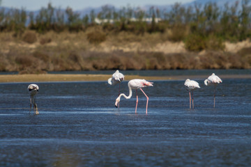 Five flamingos of different ages feeding.