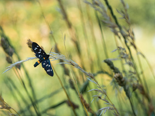 Nine-spotted moth or yellow belted burnet (Amata phegea)
