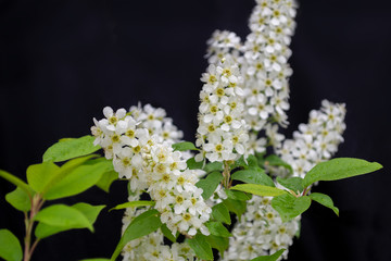 Blooming Apple tree with green leaves on a black background