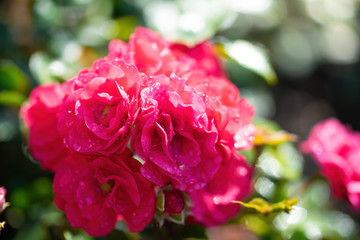 Rose flower on a green blur background.
