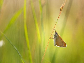 Essex skipper (Thymelicus lineola) butterfly