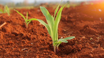 1 week corn seedling