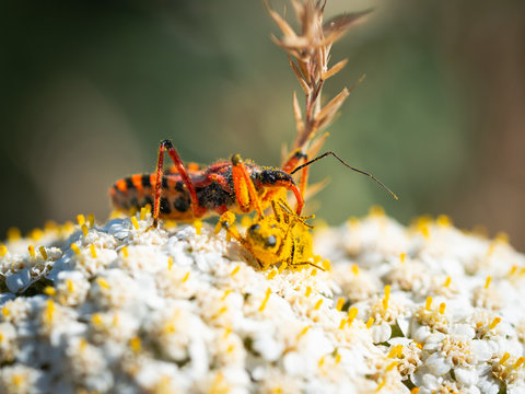 Assassin bug (Rhynocoris iracundus) with prey
