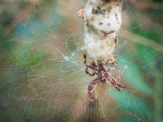 Tropical tent-web spider (Cryptophora citricola) in its web