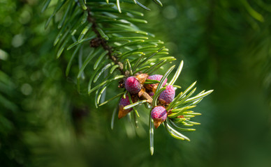 Young pink males pine cones on Picea omorika branch. Beautiful spruce with shot green needles. Sunny day in spring garden. Nature concept for design. Close-up. Selective focus. Place for your text.