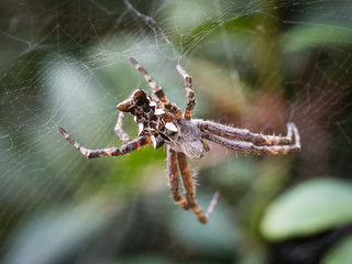 Tropical tent-web spider (Cryptophora citricola) in its web