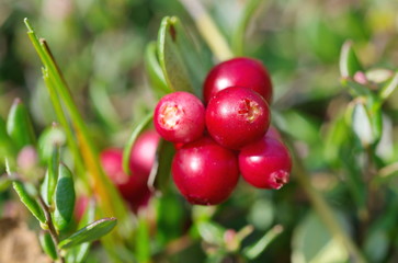 Ripe lingonberry (lat. Vaccinium vitis-idaea) close-up