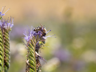 Honey bee collecting honey from lacy phacelia flowers