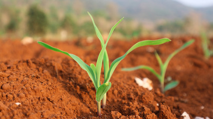 1 week corn seedling