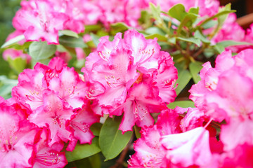 pink hydrangea flowers