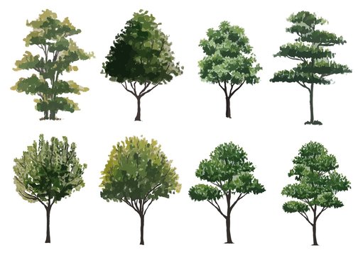 collection of  watercolor trees side view isolated for landscape plan