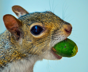 close up of a grey squirrel with an acorn