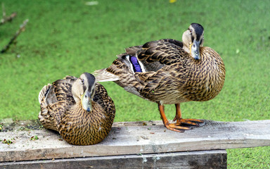 two young ducks sit on a wooden bridge 2