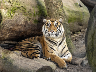 The female, Sumatran Tiger, Panthera tigris sumatrae, observes the work of the photographer