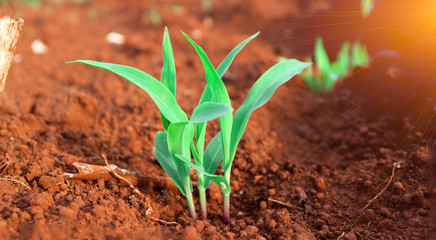1 week corn seedling