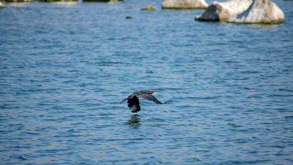 Little Cormorant Phalacrocorax niger bird flying over lake