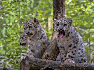 A female Snow Leopard, Panthera uncia, with cubs sits on an elevated spot