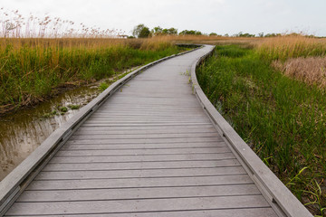 Fototapeta premium Boardwalk Leading Through The Wetlands Walkway On The Creole Nature Trail, Sabine National Wildlife Refuge, Louisiana, USA