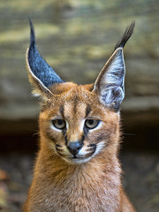 Portrait of a Caracal, Caracal caracal, with beautiful brushes on its ears