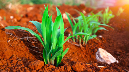 1 week corn seedling
