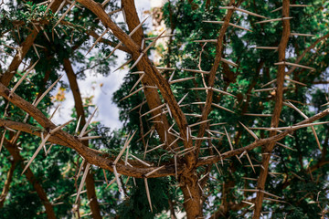 Karroo thorn or sweet thorn, species of acacia, observed in Sicily, Italy. Native to South Africa, introduced to Australia and South Europe. Other names: 
cockspur thorn, cape gum, mimosa thorn. 