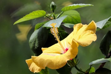 gelbe Blüte von Hibiskus in der Detailanssicht