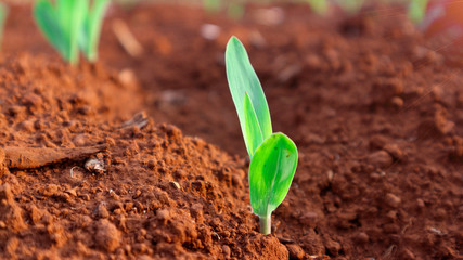 1 week corn seedling