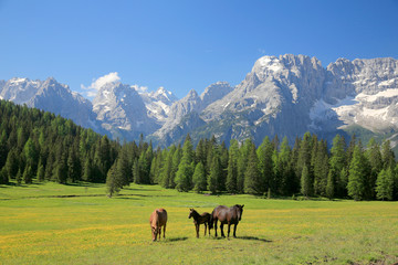 Fototapeta na wymiar Sorapiss Gebirgsstock, Bergmassiv, Pferde auf Weide, Dolomiten, Belluno, Italien, Europa
