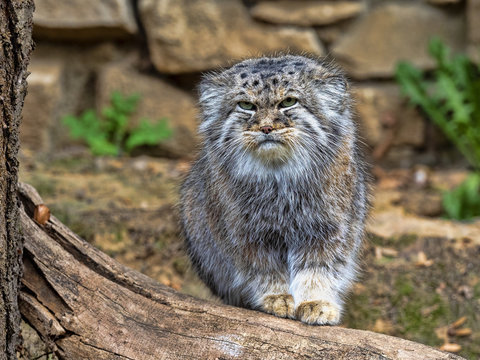 Pallas&acute; cat, Otocolobus manul, observes the work of a photographer