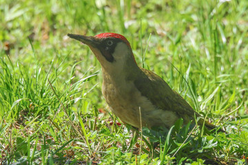 picchio verde (Picus viridis) maschio,ritratto silhouette su prato