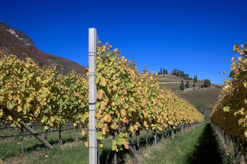 Fototapeta na wymiar Weinanbau im Herbst, Kaltern und Tramin, Südtirol, Italien, Europa
