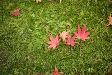 秋に京都で撮影した紅葉
