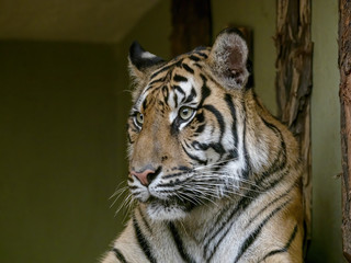 Portrait of a female, Sumatran Tiger, Panthera tigris sumatrae observing the surroundings