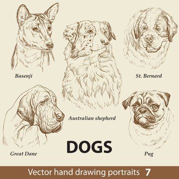 Set of hand drawing dogs 7