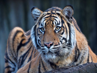 Portrait of a female, Sumatran Tiger, Panthera tigris sumatrae observing the surroundings