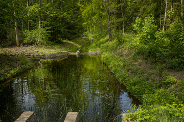 Fototapeta na wymiar Pond. Voorsterbos Noordoostpolder Netherlands. Marknesse. Spring. Forest