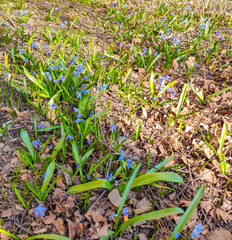forest glade on which blue snowdrops bloom