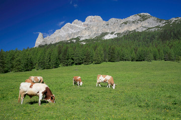 Monte Cristallo Bergmassiv, Kühe auf Weide, Dolomiten, Venezien, Italien, Europa