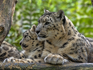 A female Snow Leopard, Panthera uncia, with cubs sits on an elevated spot