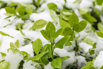 A spring snow covers Euonymus japonicus