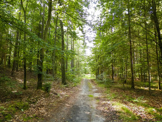 Fototapeta na wymiar Path in green forest. Summer forest landscape.