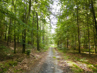 Path in green forest. Summer forest landscape.