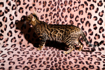 Golden Bengal kitten walks on a leopard background, side view