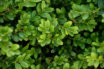 Fototapeta na wymiar background from green leaves of a plant 
