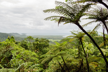Fototapeta na wymiar Blick über den Regenwald, Cape Tribulation im Norden von Australien, Queensland